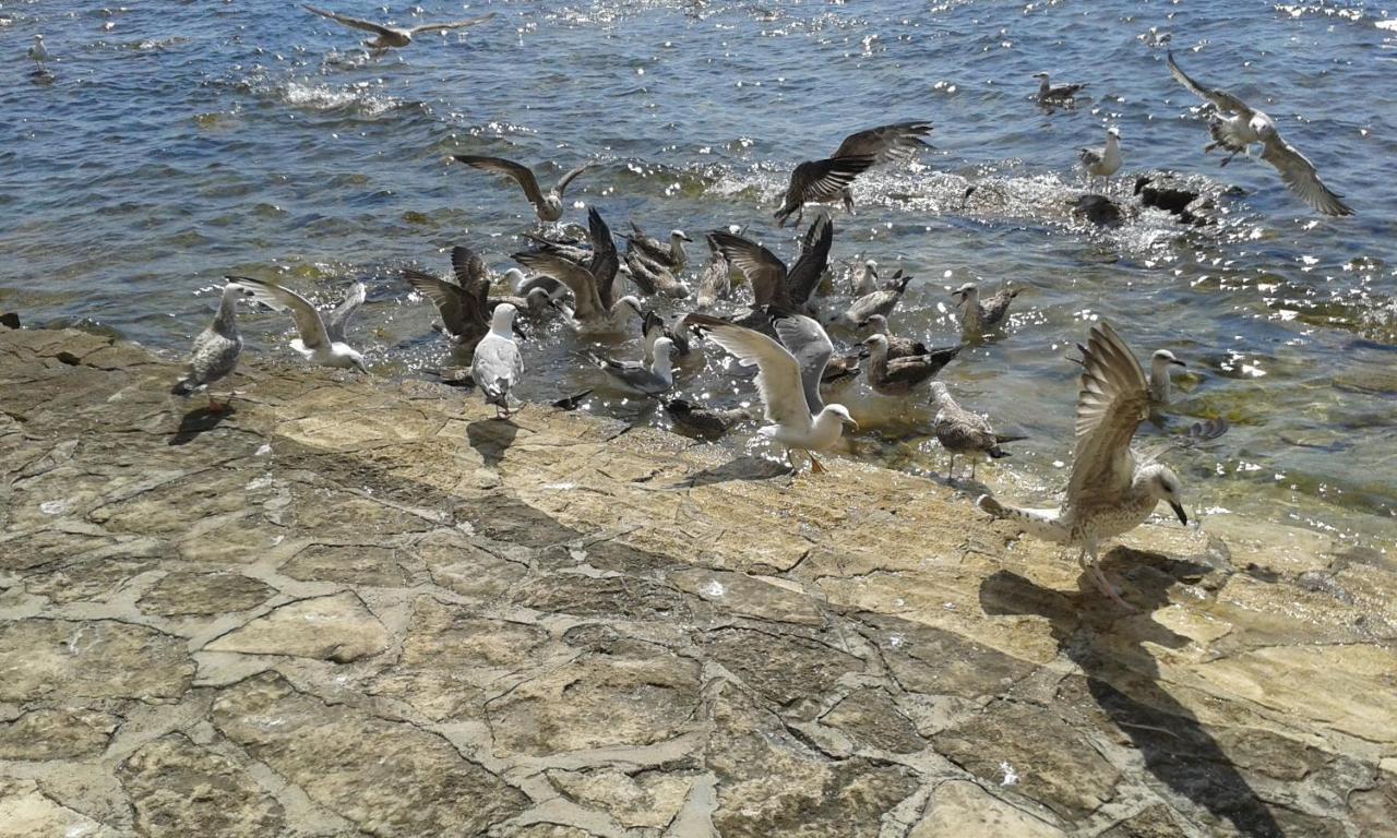 Apartments Edo Novigrad  ภายนอก รูปภาพ
